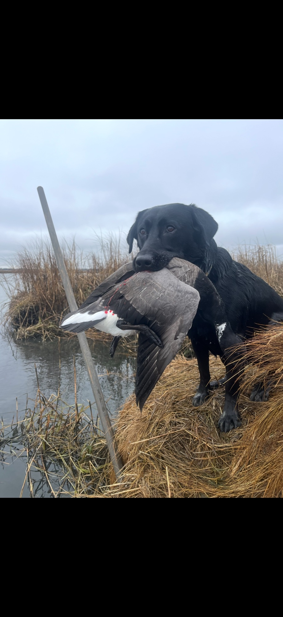 Axel — Black Lab retriever with duck in Long Island tidal marsh