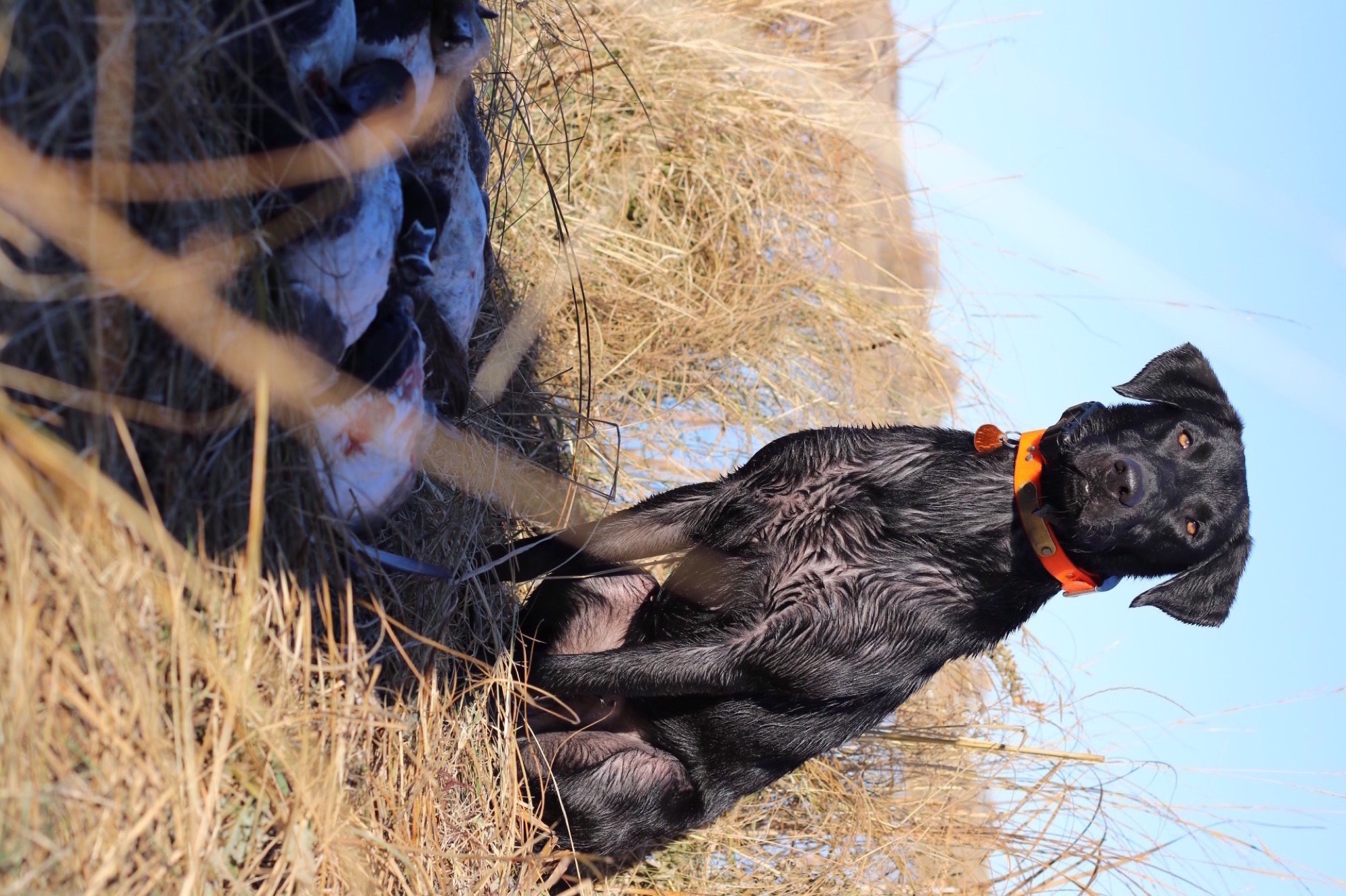 Dakota — retriever dog in Long Island marsh grass