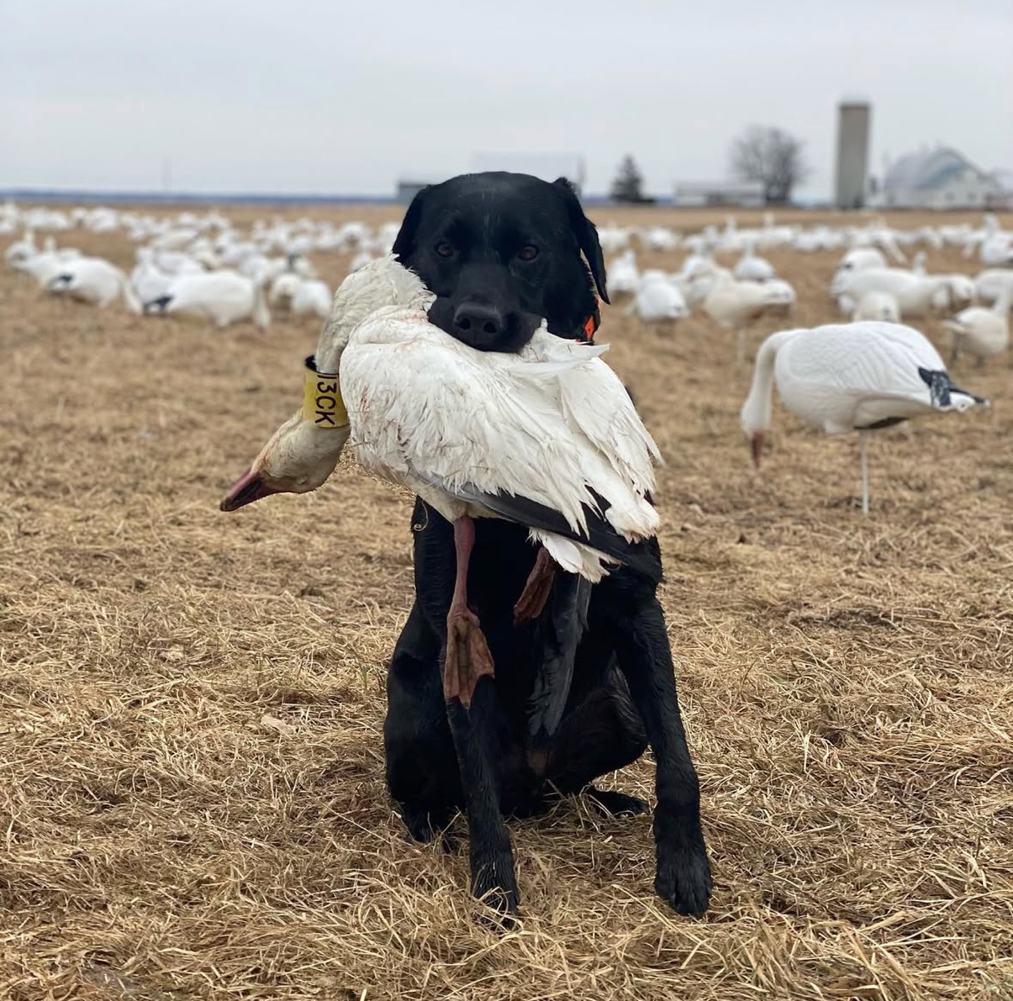 Mack — Black Lab retriever with snow goose in field