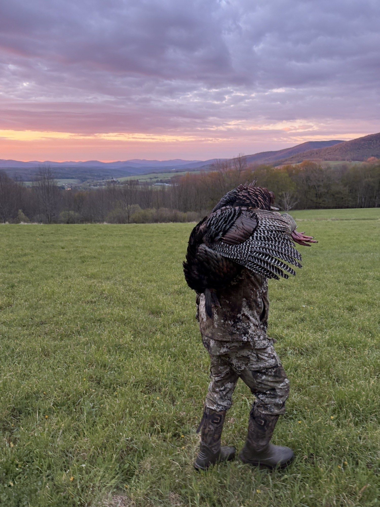 Hunter carrying spring turkey through Pennsylvania open field at sunrise